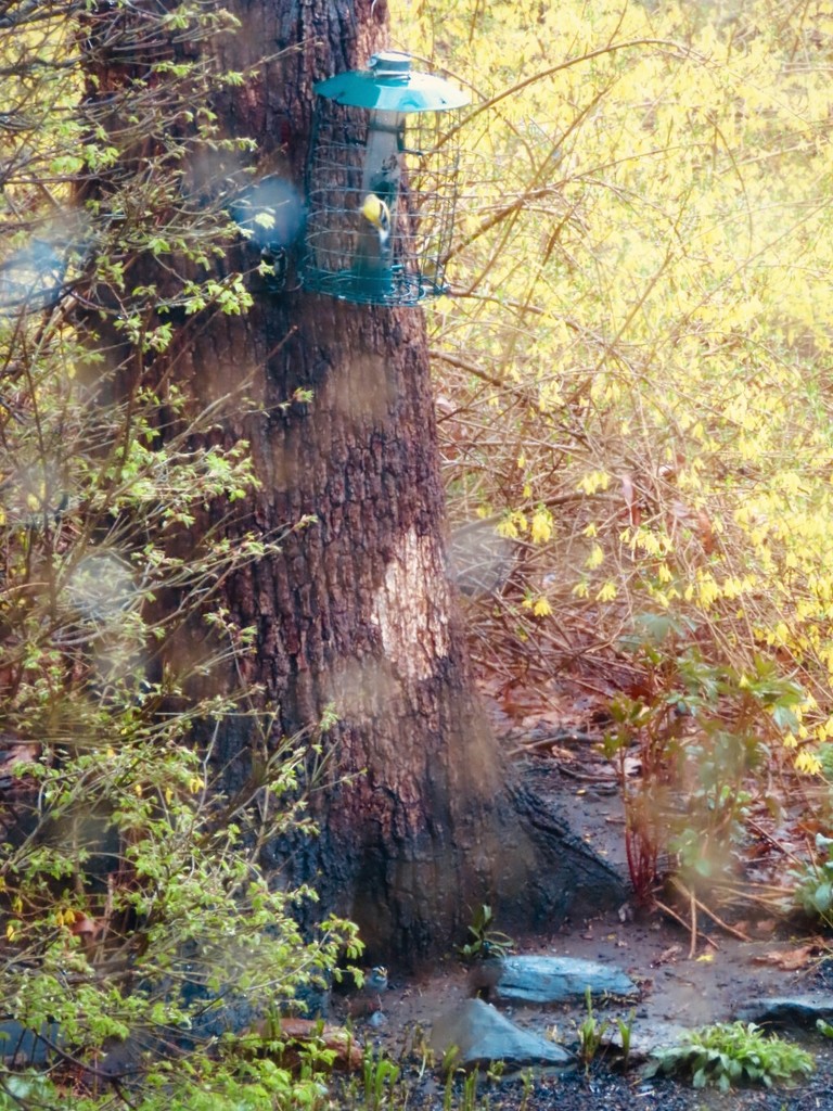 Oak Tree in the Rain by mzzhope