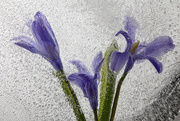 14th Apr 2020 - Blue flowers of Chionodoxa