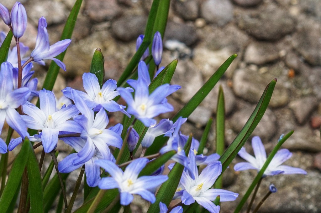 Siberian squill by amyk