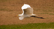 13th Apr 2020 - Egret Fly-by!