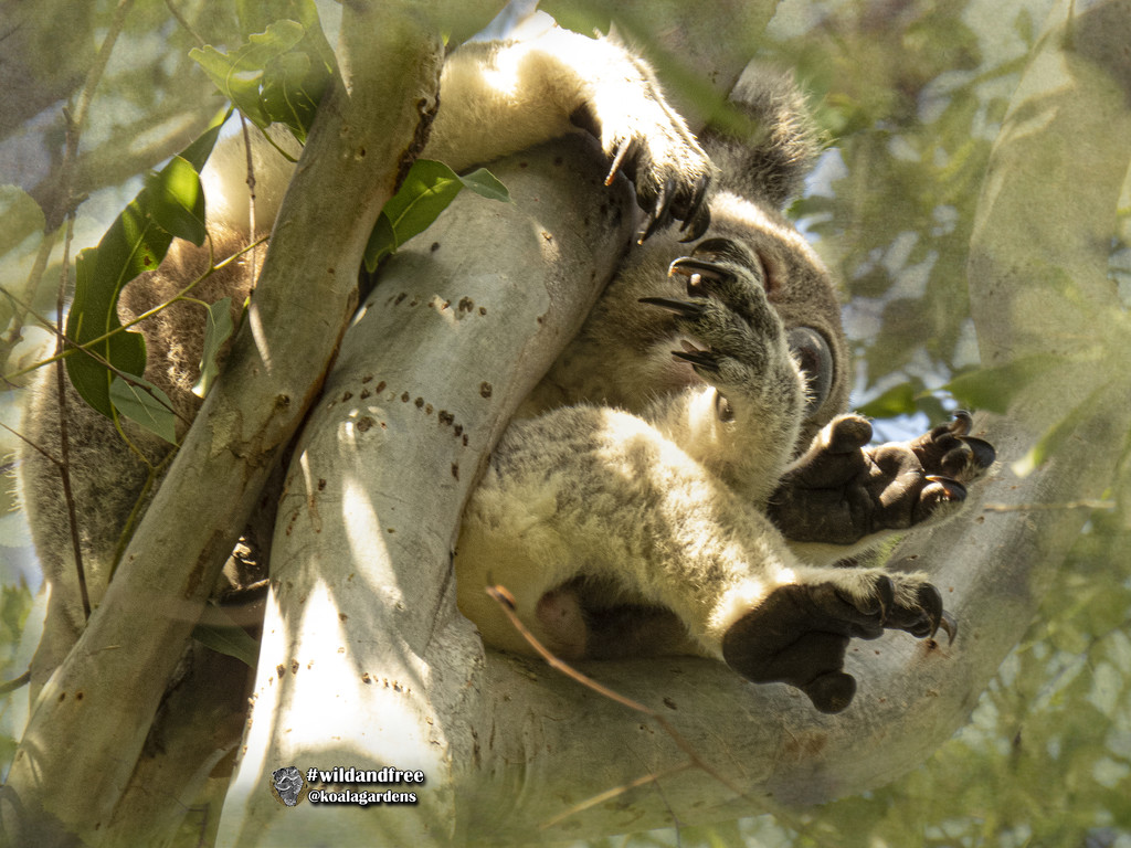 scrunchy by koalagardens