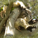 scrunchy by koalagardens