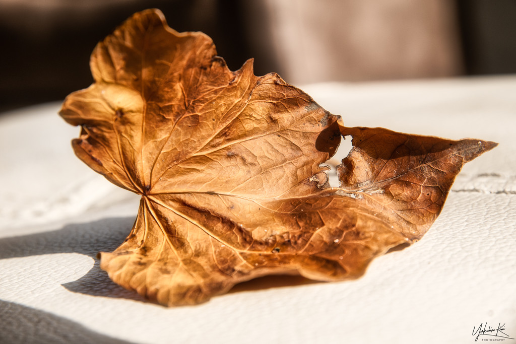Autumn leaf by yorkshirekiwi
