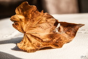 14th Apr 2020 - Autumn leaf