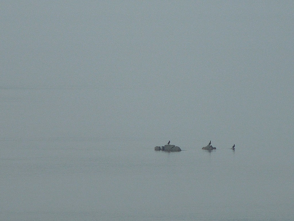 Quiet sea : three cormorans by etienne
