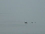 14th Apr 2020 - Quiet sea : three cormorans
