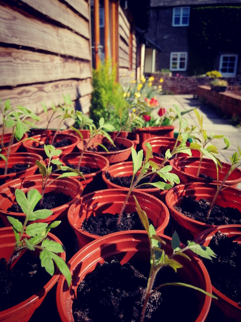 Tomato plants by flowerfairyann