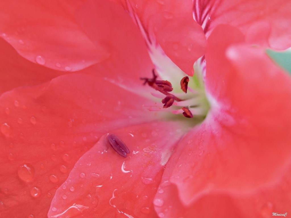 Wet geranium by monicac