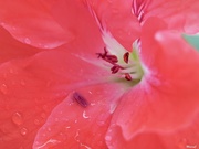 14th Apr 2020 - Wet geranium