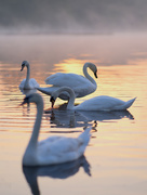 14th Apr 2020 - Four Swans 