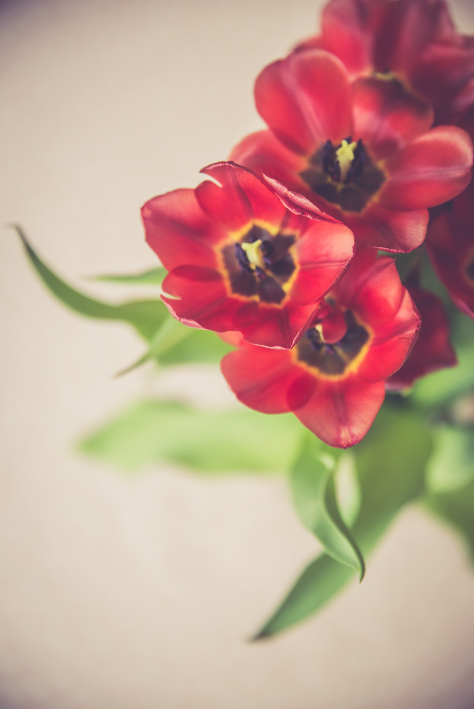 Tulips by panoramic_eyes