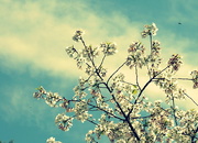 14th Apr 2020 - Blossoms 14