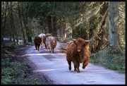 14th Apr 2020 - Highland Herd