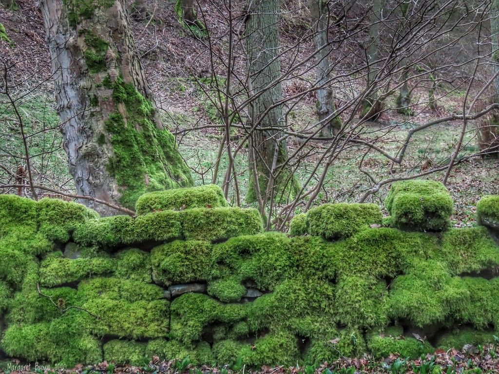 Moss on a drystone wall by craftymeg