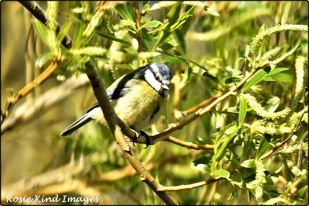 Another little blue tit by rosiekind