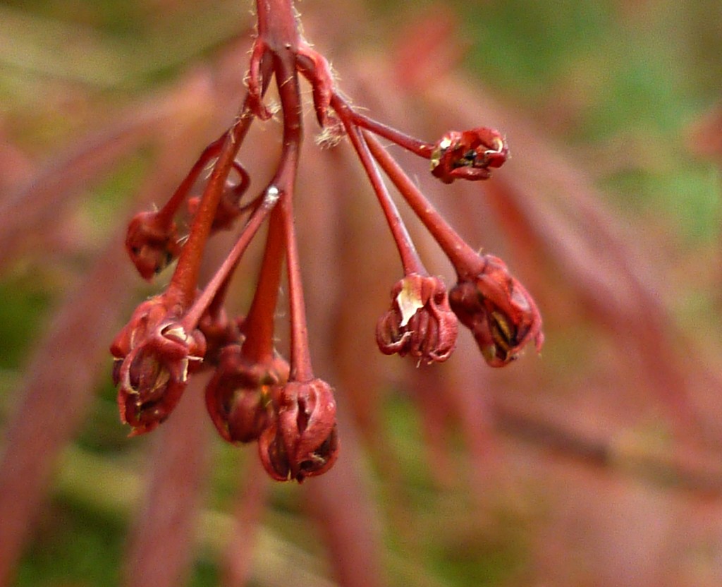Dancing Acer  by countrylassie