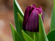 14th Apr 2020 - tulip 