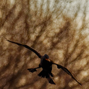 14th Apr 2020 - Double-crested cormorant