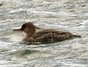 14th Apr 2020 - Red-breasted merganser 