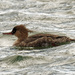 Red-breasted merganser  by rminer