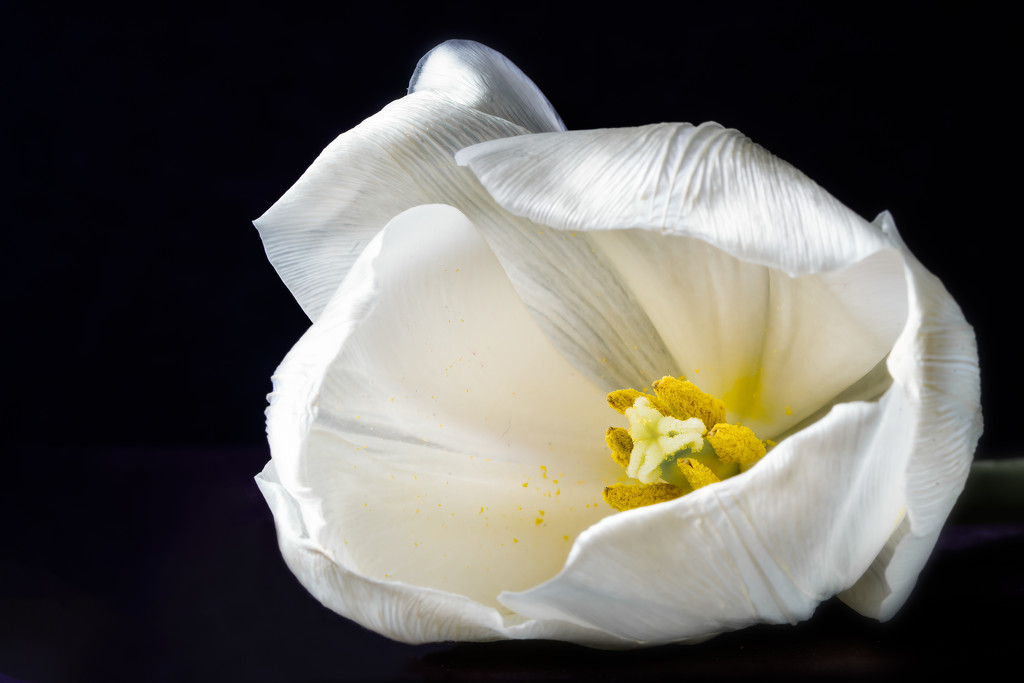 white tulip close up by jernst1779