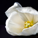 white tulip close up by jernst1779