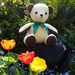 Teddy among the tulips by busylady