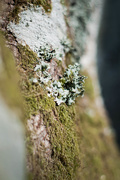 14th Apr 2020 - Lichen and moss