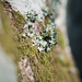 Lichen and moss by overalvandaan