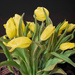 Tulips by sprphotos