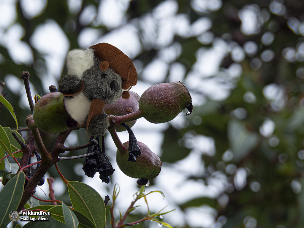 gumnut baby by koalagardens