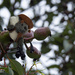 gumnut baby by koalagardens