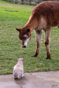 15th Apr 2020 - Percy Meets Alpaca