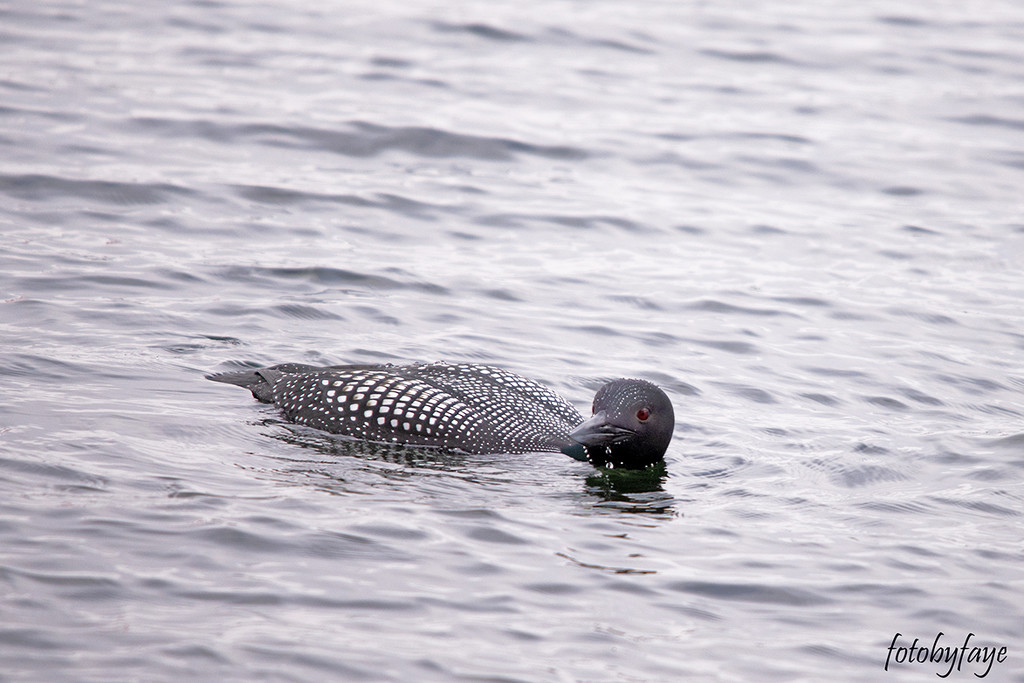Loons are visiting by fayefaye