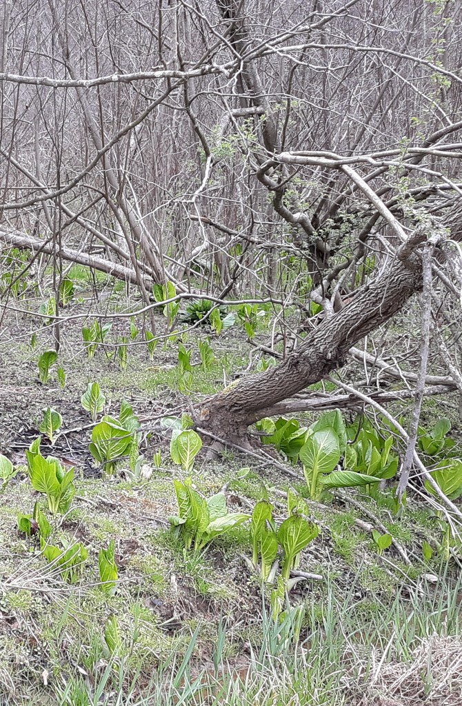 Skunk Cabbage in the Woods by julie