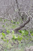12th Apr 2020 - Skunk Cabbage in the Woods