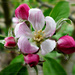 Apple Blossom Time - Lockdown in my garden by judithdeacon