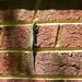 Lizard on Bricks by sfeldphotos