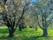 16th Apr 2020 - Cherry trees. 