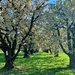 Cherry trees.  by cocobella