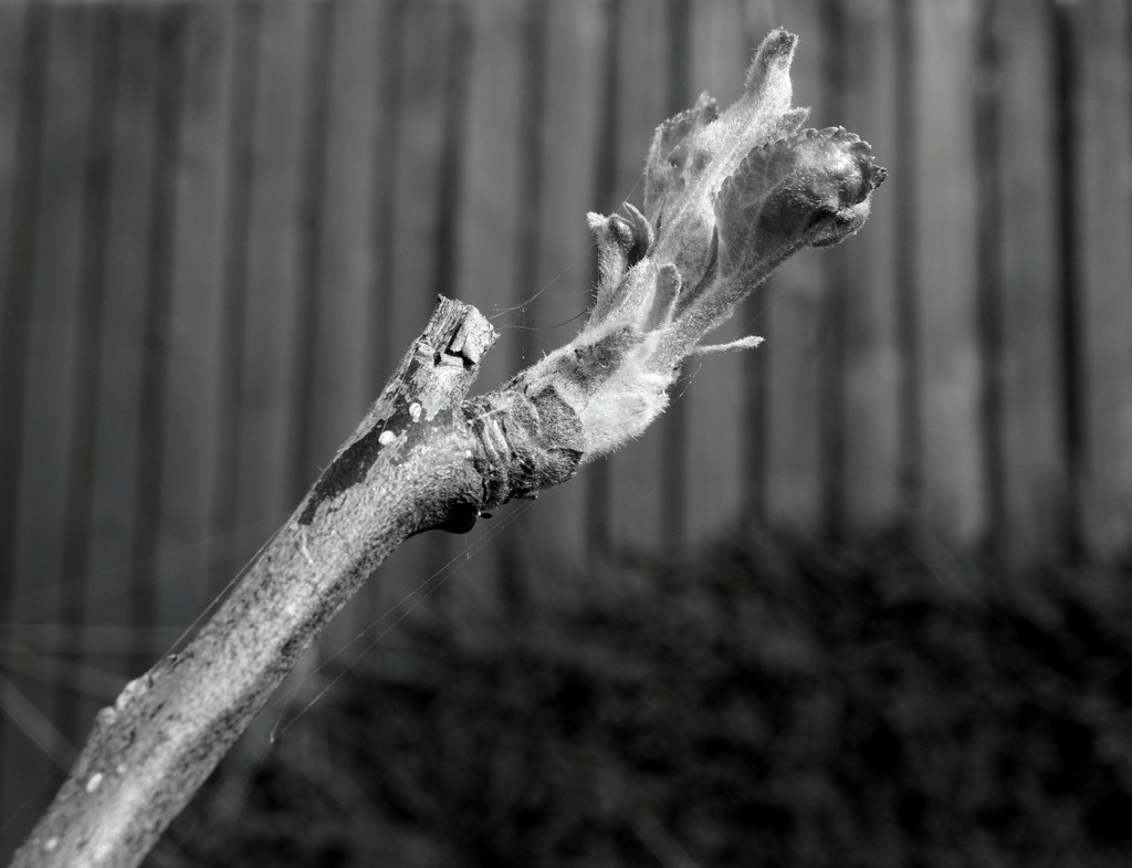 Granny Smith Apple Tree Bud  (Vintage Sirius 28mm f2.8 macro lens) by phil_howcroft