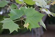 14th Apr 2020 - New Sycamore leaves...