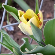 14th Apr 2020 - Brave Tulip