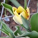 Brave Tulip by sandlily