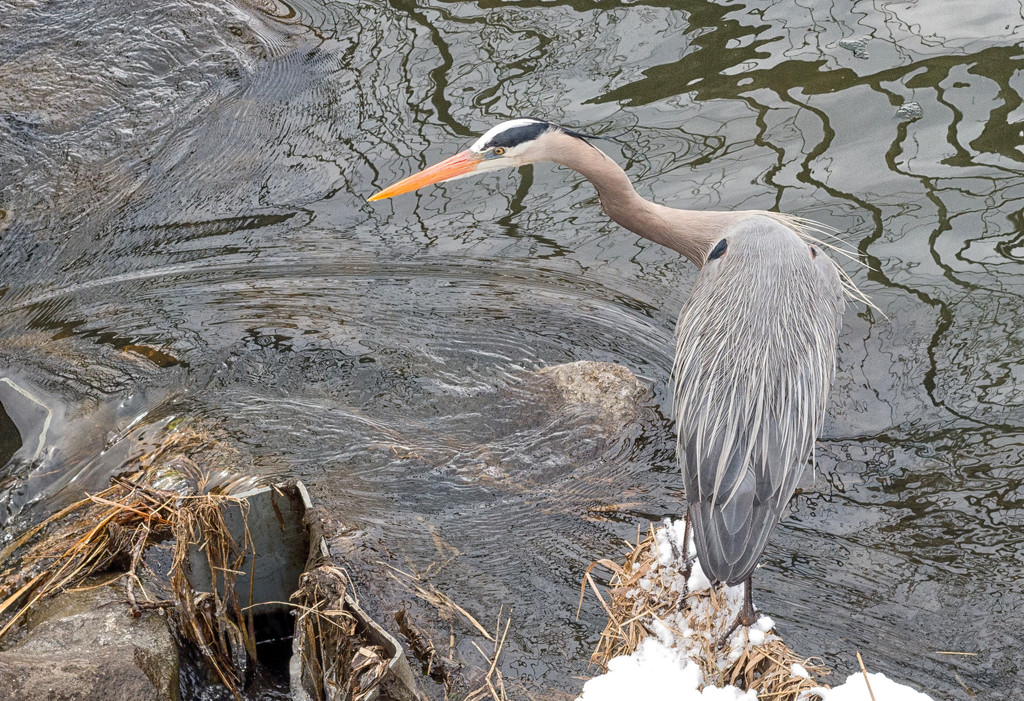 Heron at the Pond by tosee