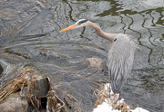 14th Apr 2020 - Heron at the Pond