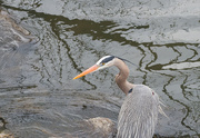 14th Apr 2020 - Heron at the Pond ii