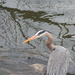 Heron at the Pond ii by tosee