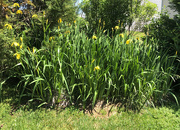 14th Apr 2020 - Yellow irises
