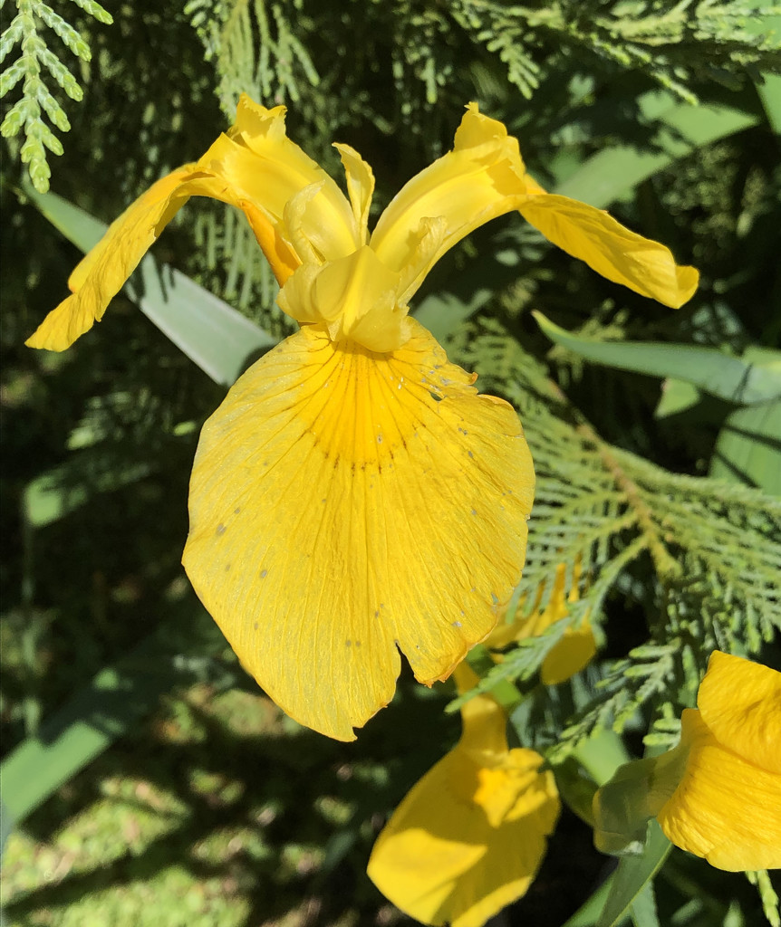 Yellow Iris by homeschoolmom